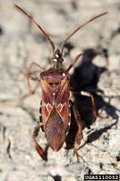 Leptoglossus occidentalis IPM5110052.jpg