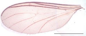 Figure 8. Trichosiopsis defecta male, wing (Sweden), scale 1 mm