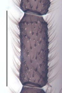 Figure 6. Trichosiopsis melanoma male, 4th antennal flagellar segment, scale 0.1 mm