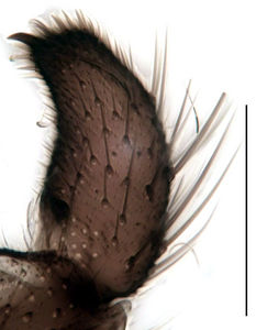 Figure 3. Trichosiopsis melanoma male, gonostylus (ventral view), scale 0.1 mm