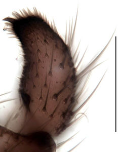 Figure 4. Trichosiopsis melanoma male, gonostylus (dorsal view), scale 0.1 mm