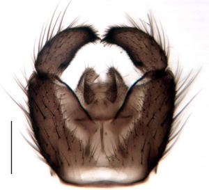 Figure 2. Trichosiopsis melanoma  male, hypopygium, scale 0.1 mm