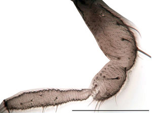 Figure 7. Trichosiopsis melanoma male, palpus, scale 0.1 mm