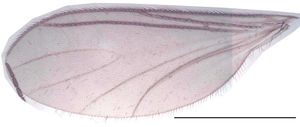 Figure 8. Trichosiopsis melanoma male, wing, scale 1 mm