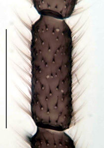 Figure 6. Leptospina nudinervis male, 4th antennal flagellar segment, scale 0.1 mm