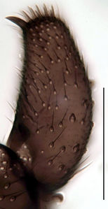 Figure 3. Leptospina nudinervis male, gonostylus (ventral view), scale 0.1 mm