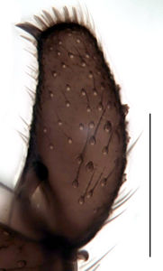 Figure 4. Leptospina nudinervis male, gonostylus (dorsal view), scale 0.1 mm