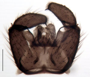 Figure 2. Leptospina nudinervis male, hypopygium, scale 0.1 mm