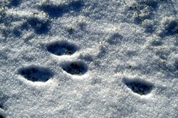 Hasenspuren im Schnee - James Lindsey, CC BY-SA 3.0