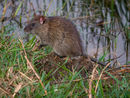 Lesser Bandicoot-Rat.jpg