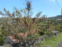 alt=Description de l'image Leucaena leucocephala 2.jpg.