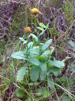 Leucanthemum vulgare 08.jpg