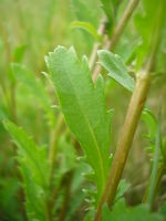 Leucanthemum vulgare JuliaKruse 4.jpg