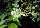 Ligustrum robustum ssp. walkeri 01.JPG