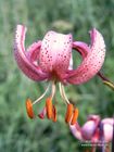 Lilium martagon L.