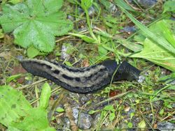 Schwarzer Schnegel: Alttier (adult) - Teemu Maki, CC BY-SA 3.0