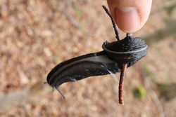 Unterseite des Schwarzen Schnegels - Rolf Zimmermann, CC BY-SA 3.0