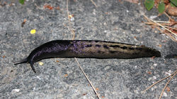 Schwarzer Schnegel: Alttier (adult) - Joachim Holmér, CC BY-SA 3.0