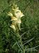 Linaria-vulgaris Biel-2 BIB.jpg