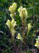 Linaria-vulgaris Schoenfelder-2 BIB.jpg