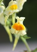 Die Blüte von Linaria vulgaris von vorne. (Bild: W. Wohlers, JKI)