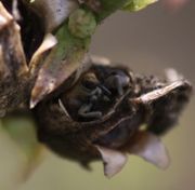 In einer Kapsel saß ein kleiner Rüsselkäfer, Rhinusa linariae, der sich auf Leinkräuter spezialisiert hat. Die Larven leben an den Wurzeln. (Bild: W. Wohlers, JKI)