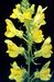 Linaria vulgaris 3-154-14-34-1.jpg