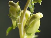 Die Oberlippe ist bei der noch geschlossenen Blüte auffallend groß. (Bild: W. Wohlers, JKI)