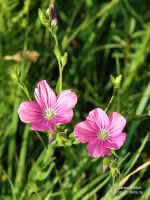 Linum viscosum L.