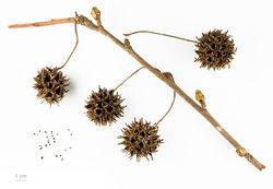 Amberbaum: Frucht – Roger Culos , CC BY-SA 3.0