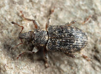 Listronotus maculicollis4.jpg