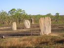 Litchfield National Park-Termite mounds.jpg