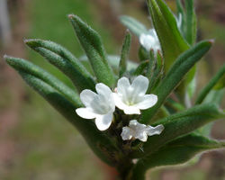 Acker-Steinsame: Blüte – Fornax, CC BY-SA 3.0