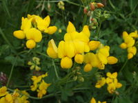 Blüten von Lotus corniculatus (Foto: Alexandra Kehl)