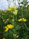 Blüten und Blätter von Lotus corniculatus (Foto: Alexandra Kehl)