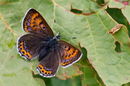 Lycaena helle female.jpg