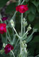 Lychnis coronaria, Infloreszenz