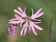 Lychnis flos-cuculi, Blüte