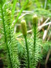 Lycopodium annotinum JuliaKruse 1.jpg