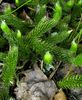 Lycopodium clavatum 0 (G. Nitter).jpg