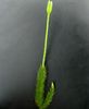 Lycopodium clavatum 1 (G. Nitter).jpg