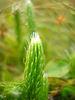 Lycopodium clavatum JuliaKruse.jpg