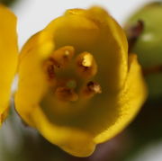 In der noch halb geschlossenen Blüte reißen bereits die Antheren auf. (Bild: W. Wohlers)