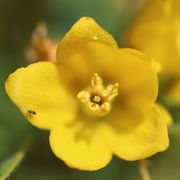 Die fünfzählige Blüte misst etwas mehr als 1 cm im Durchmesser. Ein Thrips läuft hier herum. (Bild: W. Wohlers)