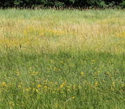 Der Goldfelberich kann eine Wiese völlig dominieren. (Bild: W. Wohlers)