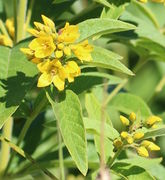 Die Blüten stehen in lockeren Trauben. (Bild: W. Wohlers)