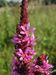 Lythrum-salicaria Biel-1 BIB.jpg