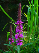 Lythrum salicaria 002.JPG