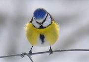 Blaue Kopfplatte einer Blaumeise