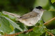 Mönchsgrasmücke (Sylvia atricapilla), Foto von G. Holler